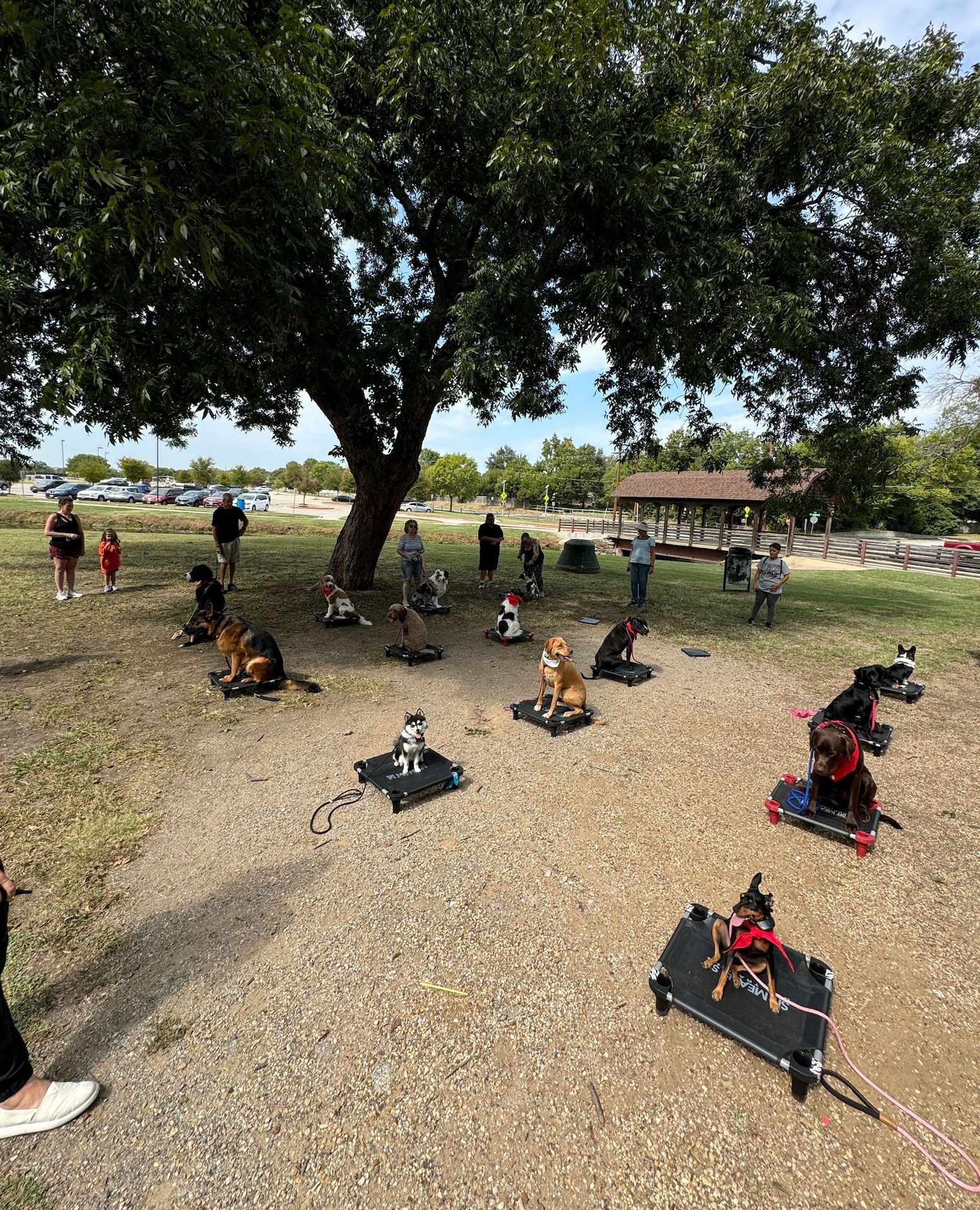 group dog training class outside with sit means sit fort worth